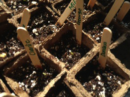 Week 1: Seeds are absorbing water.