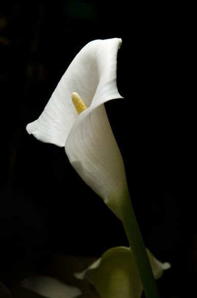 Calla lily (Zantedeschia aetiopica)