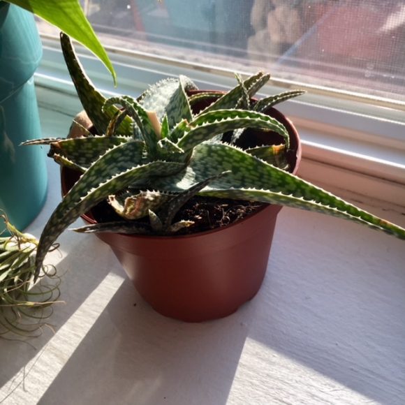 Aloe (Aloe hybrid)