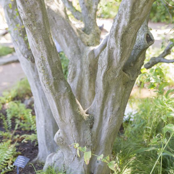 PHOTO: American hornbeam or muscle wood (Carpinus caroliniana) bark.