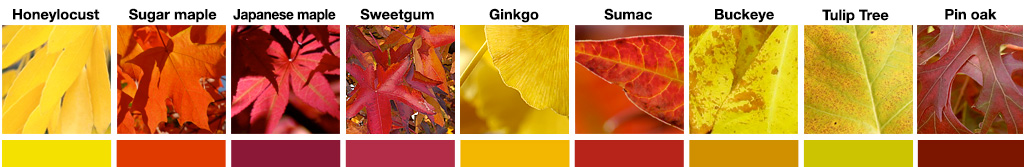Fall Color(ing) Activity Answers