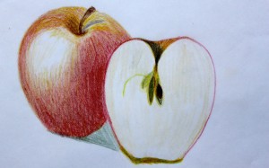 ILLUSTRATION: Apples by Sophia Siskel