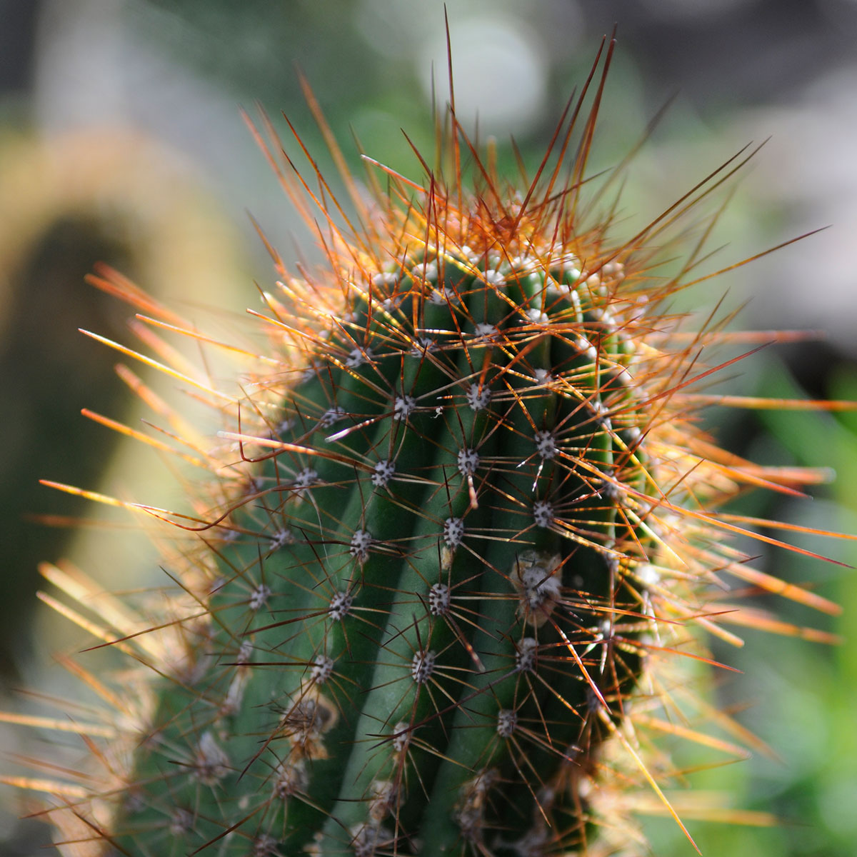 Repotting Cactus