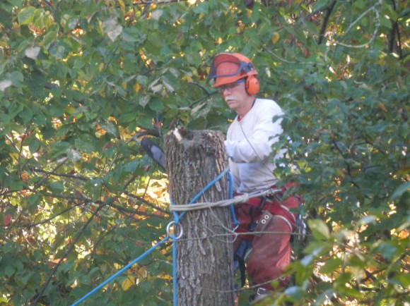 PHOTO: Jim Steffen in full protective gear including helmet and goggles, up in a tree with a chainsaw.