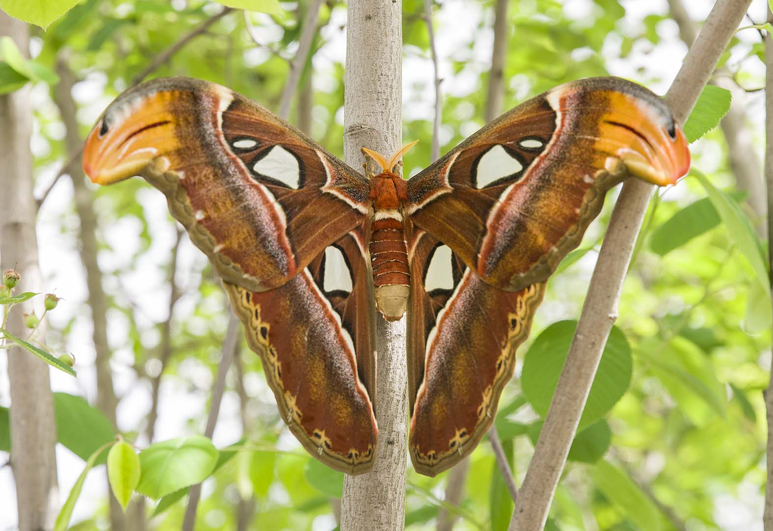 Atlas Moth Emerges in Butterflies & Blooms