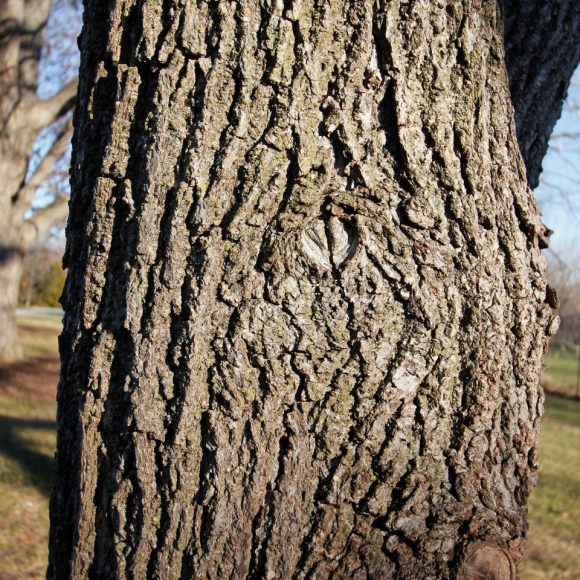 PHOTO: Black walnut (Juglans nigra) bark.