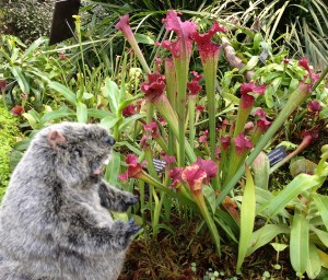 PHOTO: Botanical Bill enjoys some pitcher plants.