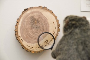 PHOTO: Botanical Bill checks out the rings on a tree slice.
