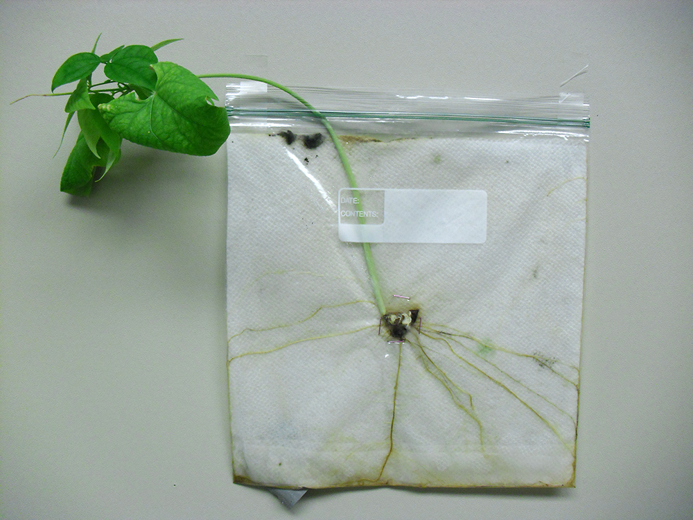 PHOTO: A ziptop bag was used as a container to grow a bean plant. Roots, stem, leaves, and the remains of the original seed are visible.