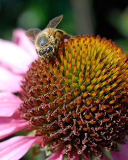 PHOTO: A honeybee from the Fruit & Vegetable Garden hives pollinates some Echinacea purpurea