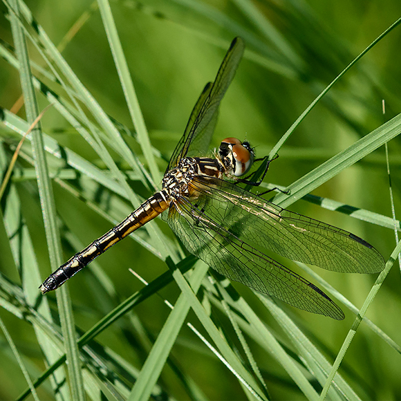 Nematodes: The Ideal Natural Pest Control For Small Gardens - Dragonfli