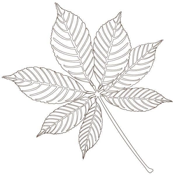 buckeye leaf