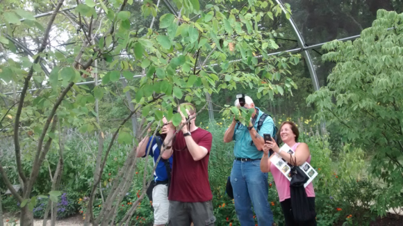 PHOTO: Photographers snap pictures of our new atlas moth, “Aaliyah.”