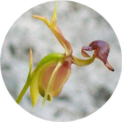 Caleana major,  "flying duck orchid"