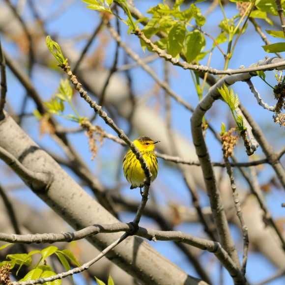 Cape may warbler.