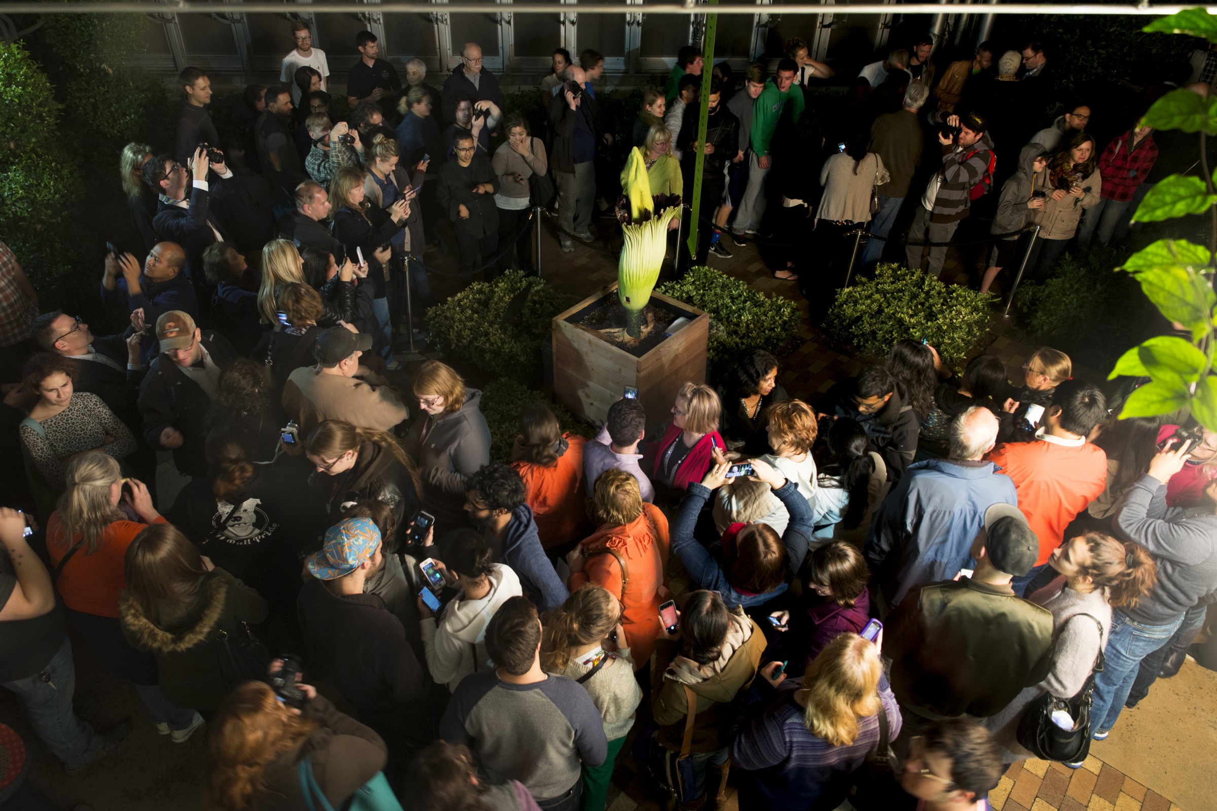 PHOTO: The crowd visiting Alice the Amorphophallus, nearing 1 a.m.