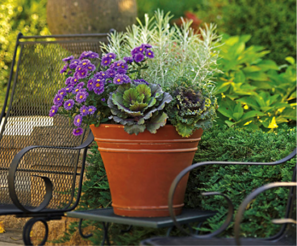 PHOTO: Fall container garden with cabbages, asters, and curry plant.