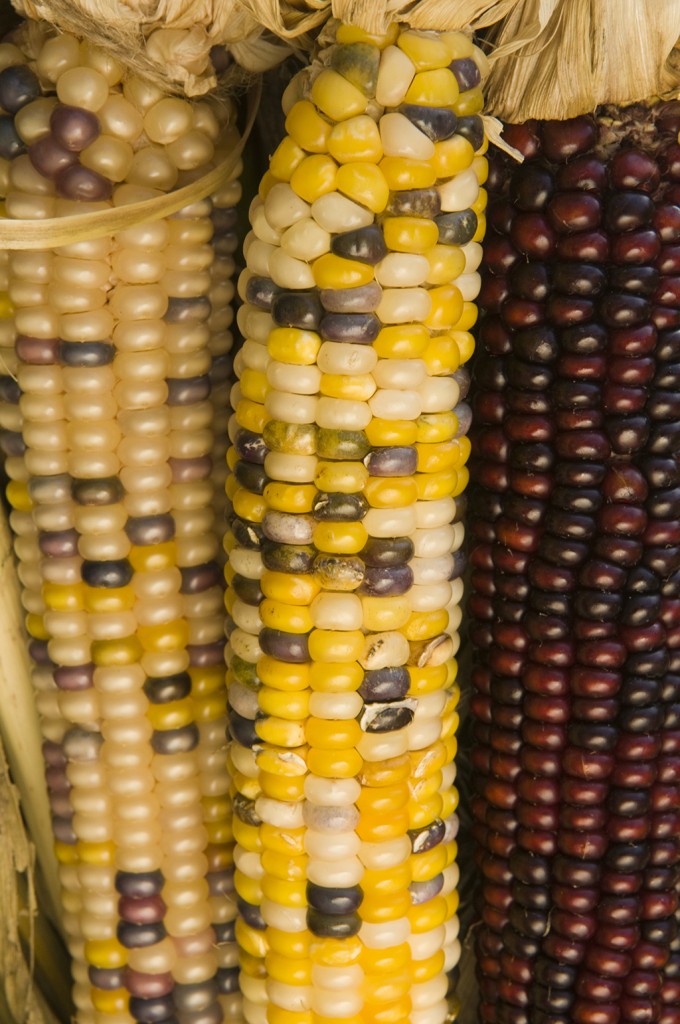 corn 804