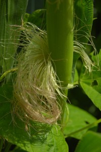 Close-up of green corn still on stalk.