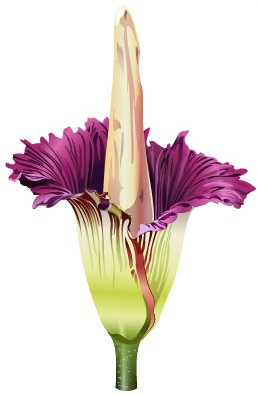ILLUSTRATION: Blooming corpse flower.