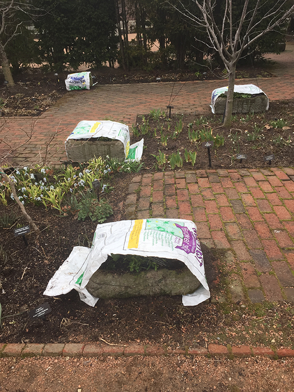 Container plantings in the English Walled Garden are covered lightly with soil bags.