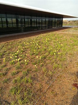 PHOTO: Daffodils sprinkle the Green Roof Garden in early spring.