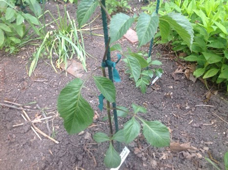 New dahlia plant staked, tied, and identified