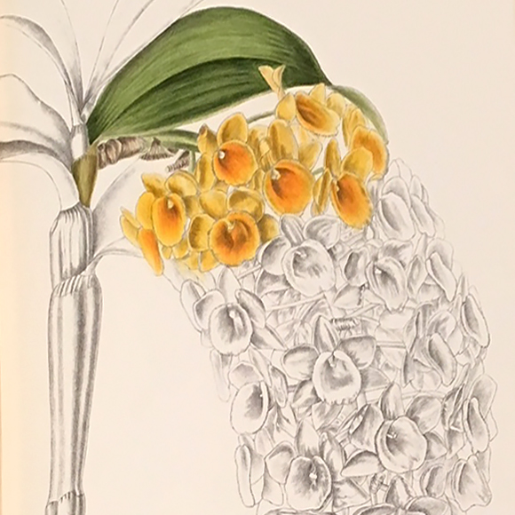 Dendrobium densiflorum