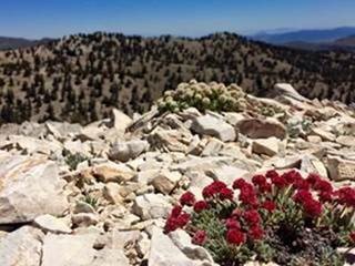 PHOTO: rocky mountains with scattered evergreen trees.