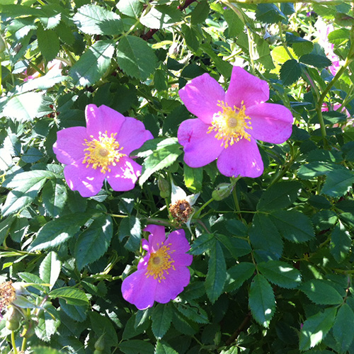 PHOTO: Roses in dappled sunlight.