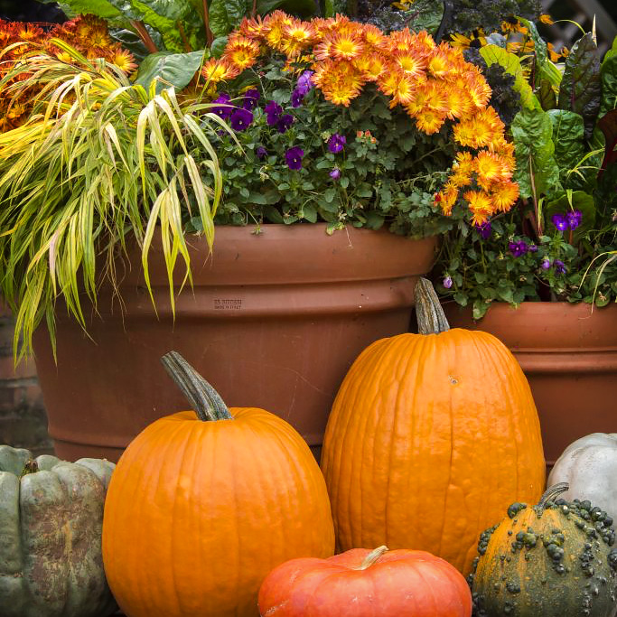 Tips for Your Fall Container Gardens