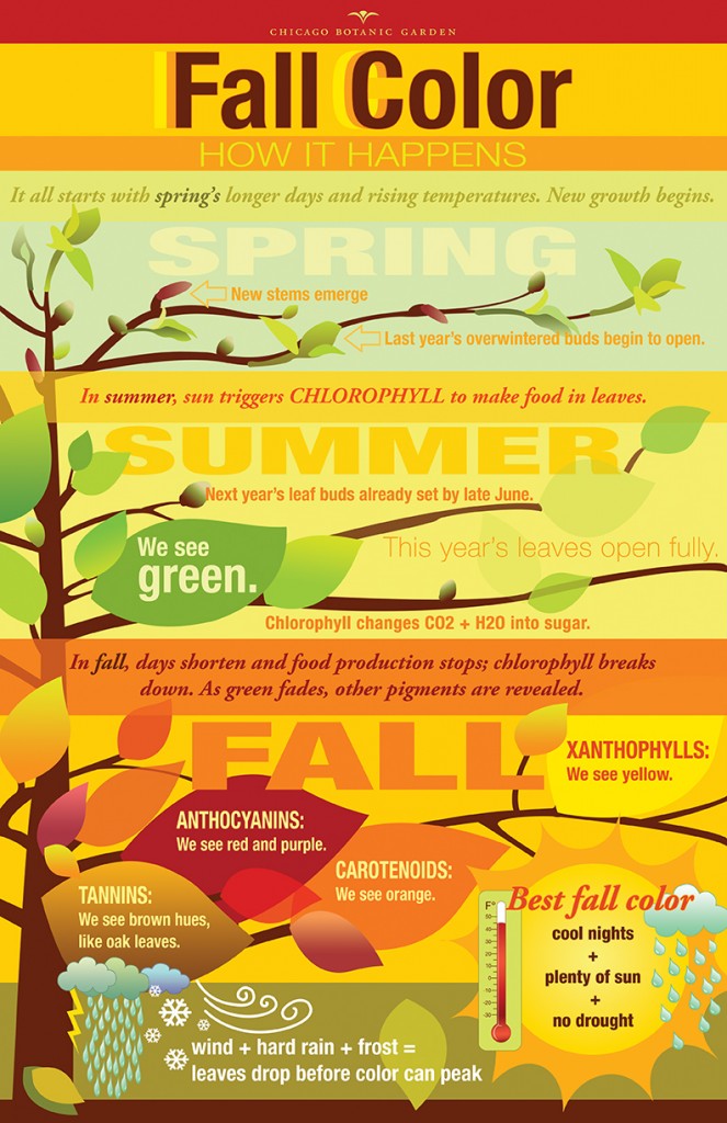 Fall color infographic: the chemicals in leave which make them turn different colors.