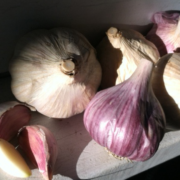 PHOTO: Garlic bulbs