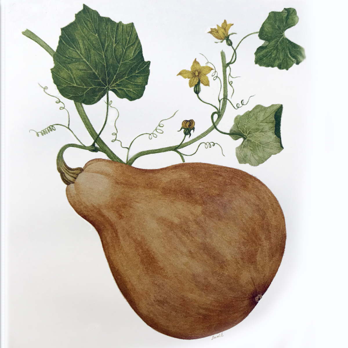 Gourd illustration by Sumié Hasegawa-Collins for Botanical Shakespeare: An Illustrated Compendium by Gerit Quealy