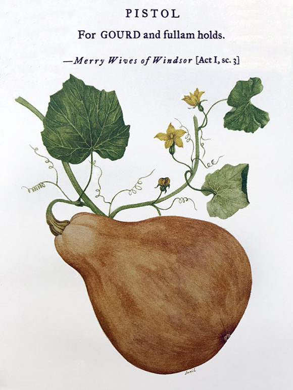 Gourd illustration by Sumié Hasegawa-Collins for Botanical Shakespeare: An Illustrated Compendium