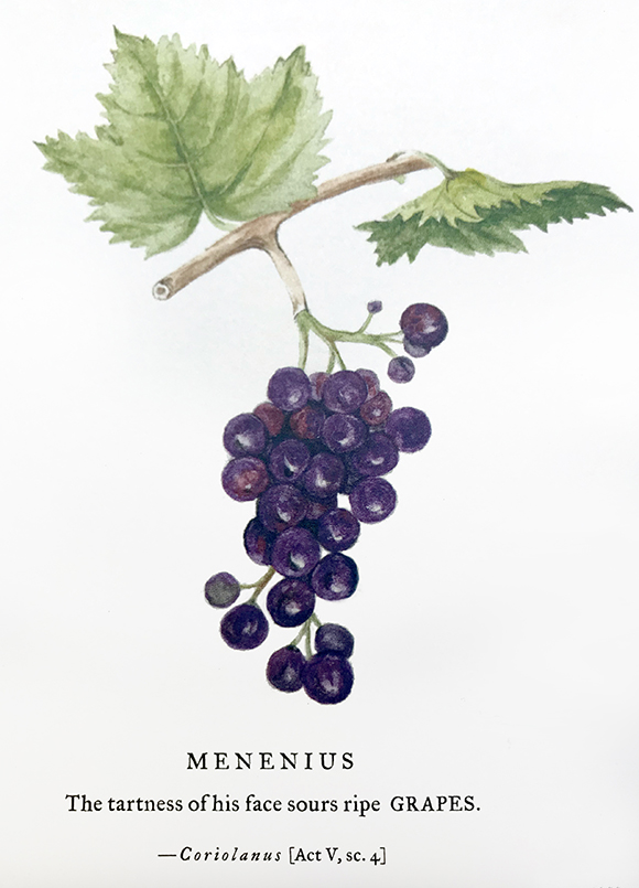 Grapes illustration by Sumié Hasegawa-Collins for Botanical Shakespeare: An Illustrated Compendium