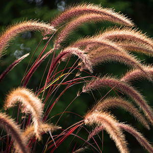 Ornamental grasses