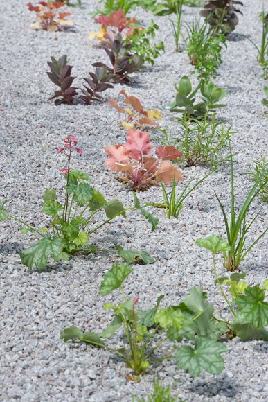 Gravel garden plantings include succulents and drought-hardy plants.
