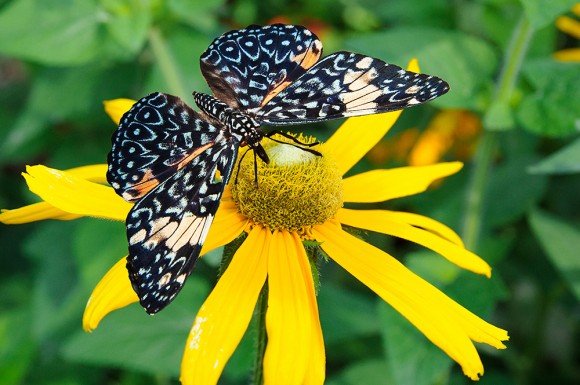 PHOTO: King Cracker butterfly