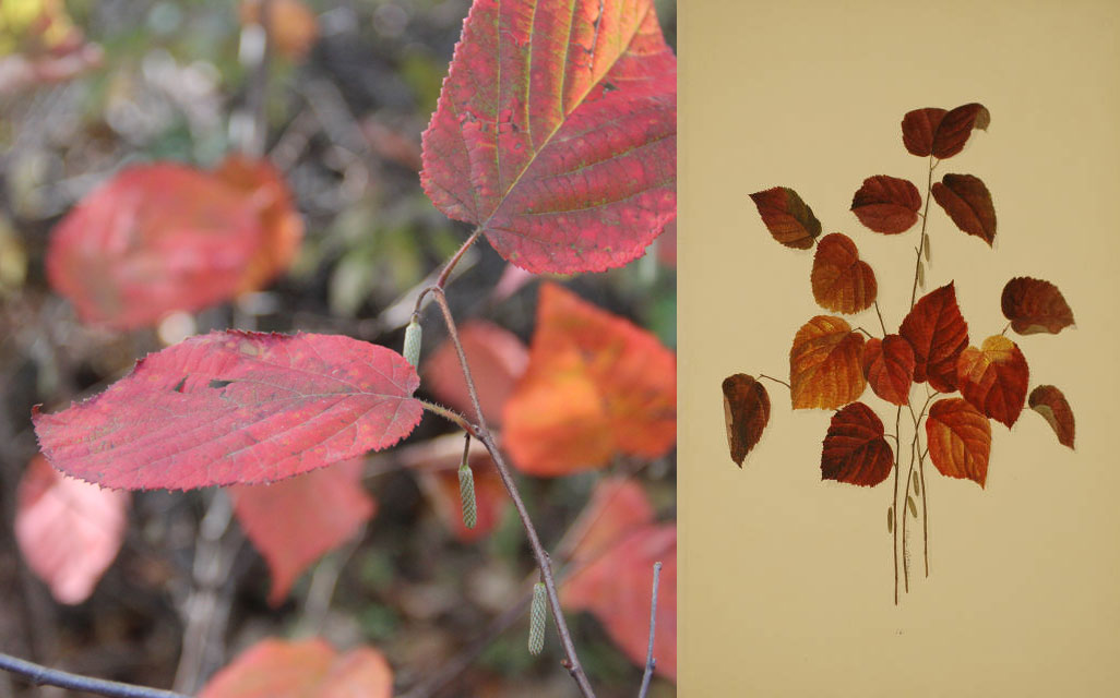 Hazelnut leaves in fall: photo and illustration.