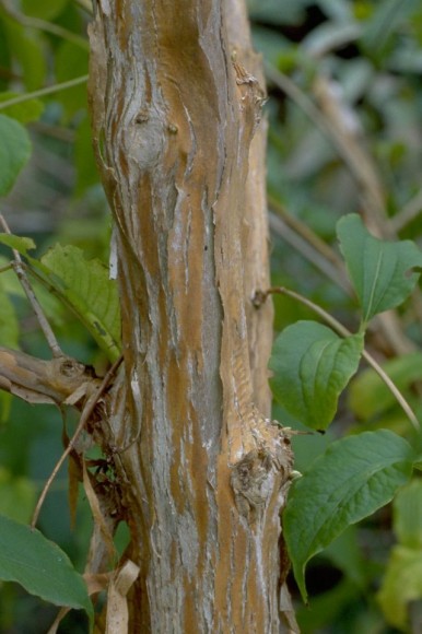 PHOTO: Image of bark