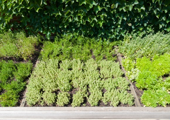 PHOTO: The Herbs de Provence garden bed in the Fruit & Vegetable Garden.