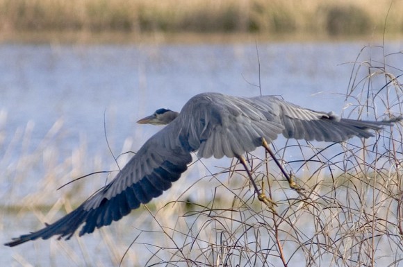 Blue heron in flight