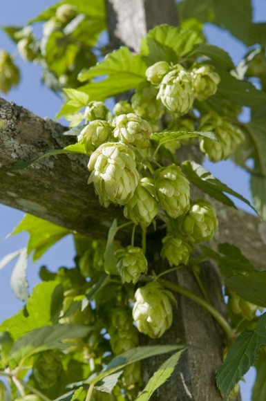 PHOTO: Hops "cones", the pollinated product ready for harvest.