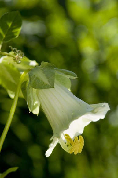 PHOTO: A blooming hops vine.