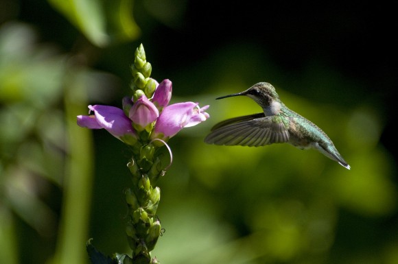 PHOTO: Hummingbird hovers for nectar from a pink turtlehead bloom.