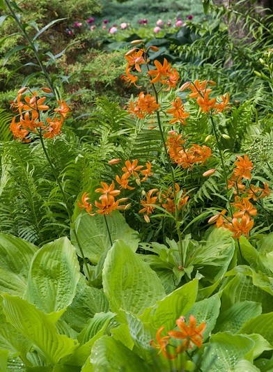 PHOTO: The orange blooms of a martagon lily poke up through a bed of hosta.