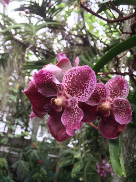 PHOTO: Vanda orchids in the greenhouse.