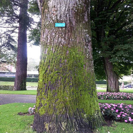 A label in Evian, France. This style of label is attached to the bark of the tree on a spring; this allows the tree to keep growing without being harmed.