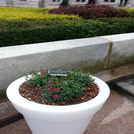 Planter in downtown Quebec with a plant label in it.